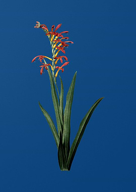 Antholyza Aethiopica