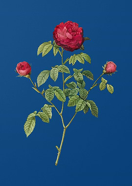 Agatha Rose in Bloom