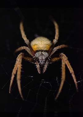 Friendly Neighbourhood