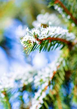 Bitter Cold Winter Firtree