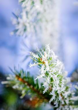 Bitter Cold Winter Frost