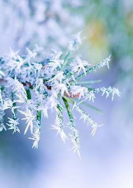 Bitter Cold Creamy Colors