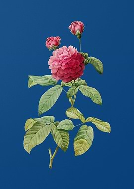 Agatha Rose in Bloom