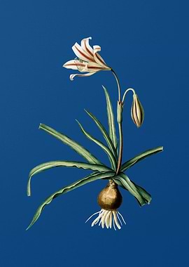 Amaryllis Broussonetii