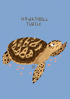 Hawksbill Turtle