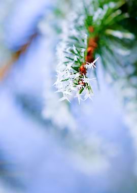 Bitter Cold Fir Tree Cute