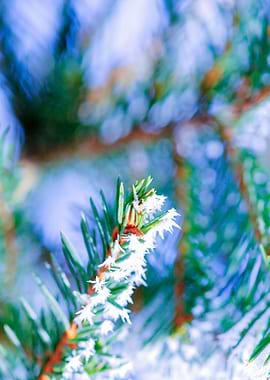 Bitter Cold Fir Tree Chic