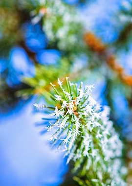 Bitter Cold Green Needles