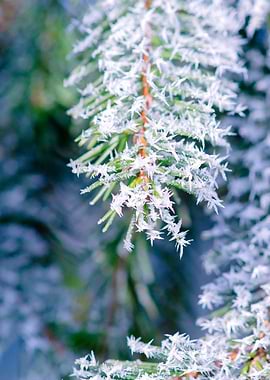 Bitter Cold Fir Tree Cool