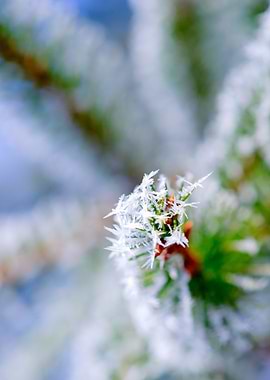 Bitter Cold White Ice