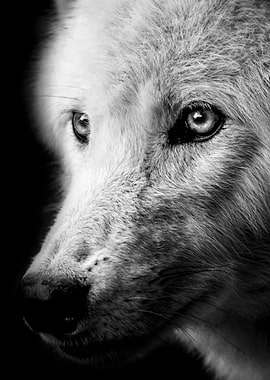 wild wolf night face