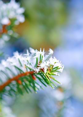 Bitter Cold Fir Tree Green