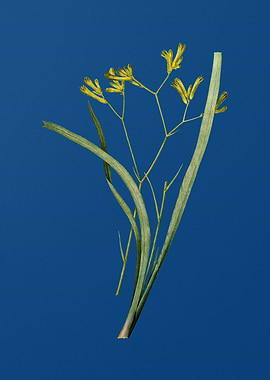 Anigozanthos Flavida