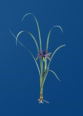 Grass Leaved Iris on Blue