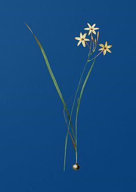 Ixia Longiflora on Blue