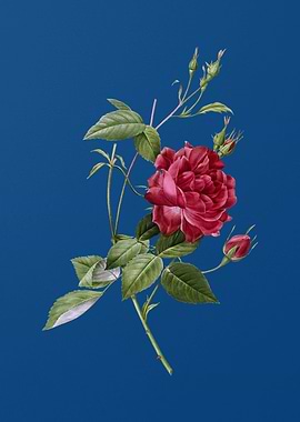 Blood Red Bengal Rose