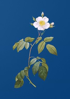 Big Leaved Climbing Rose