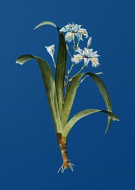 Iris Fimbriata on Blue