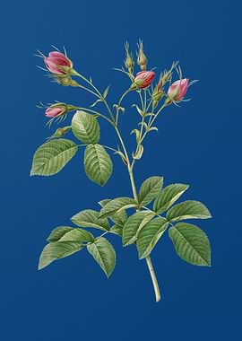 Evrats Rose Crimson Buds