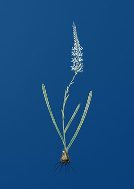 Ixia Cepacea on Blue