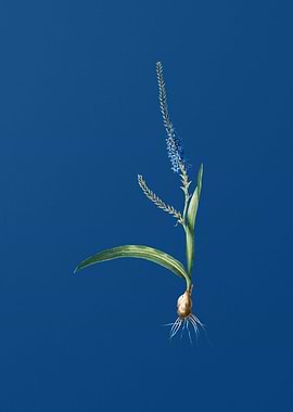 Ixia Plantaginea on Blue