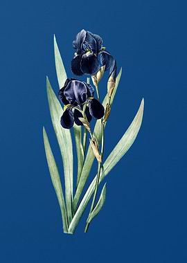 German Iris on Blue