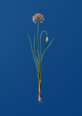 Vintage Autumn Onion