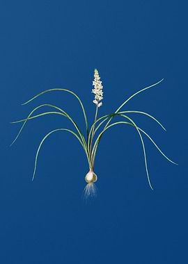 Lachenalia Angustifolia