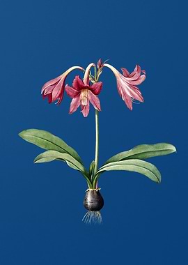 Netted Veined Amaryllis