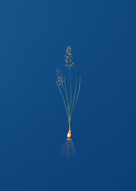 Vintage Autumn Squill