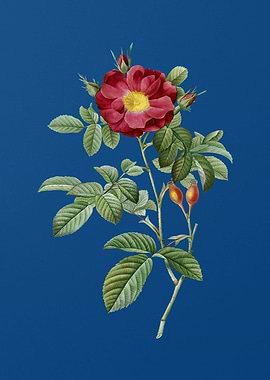 Blooming Red Portland Rose