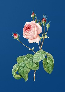 Blooming Cabbage Rose