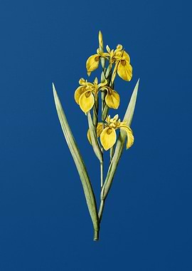 Irises on Classic Blue