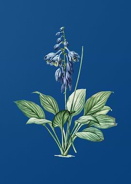 Vintage Daylily on Blue