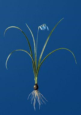 Vintage Brimeura on Blue