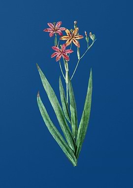 Blackberry Lily in Blue