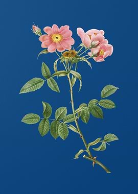 Lady Monson Rose Bloom