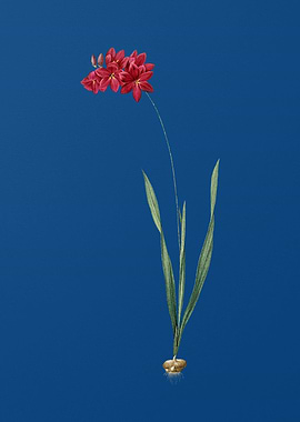 Ixia Filiformis on Blue