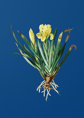 Vintage Crimean Iris