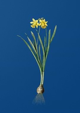 Lesser Wild Daffodil