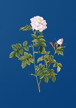 Blooming Pink Rosebush