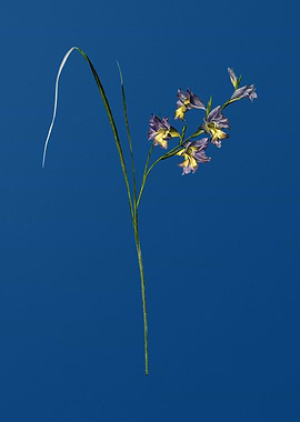 Gladiolus Ringens on Blue