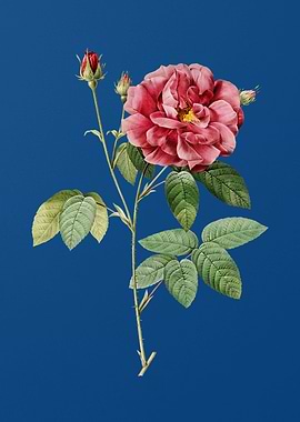 Blooming French Rose