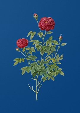 Burgundy Cabbage Rose