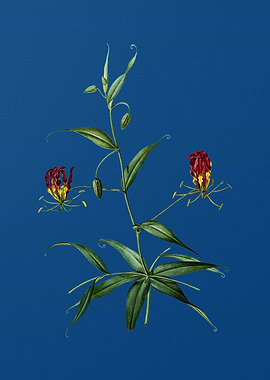 Flame Lily on Classic Blue
