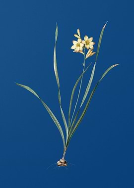 Gladiolus Lineatus