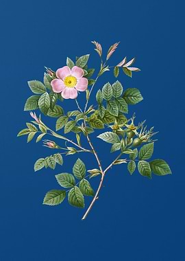 Blooming Malmedy Rose