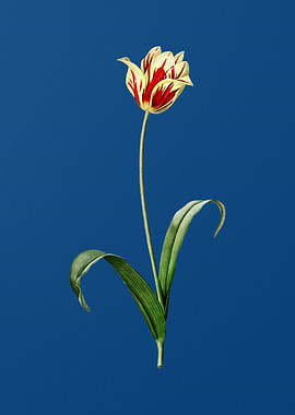 Vintage Didiers Tulip