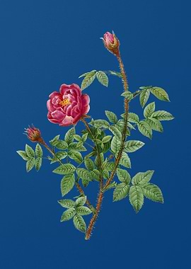 Blooming Moss Rose on Blue