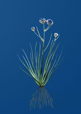 Vintage Blue Corn Lily